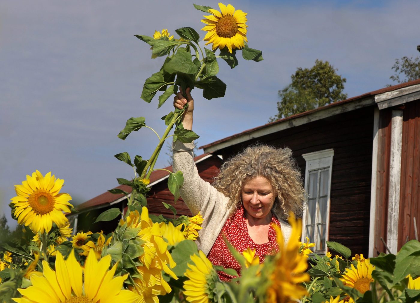 Anja auringonkukkapellossa