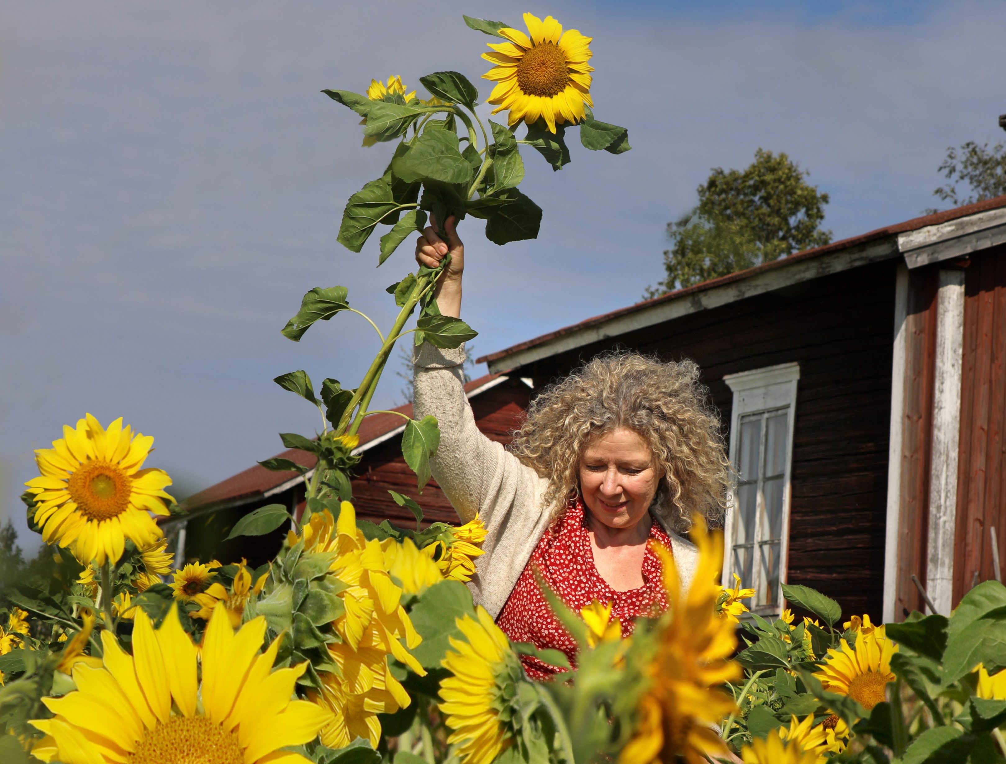 Anja auringonkukkapellossa